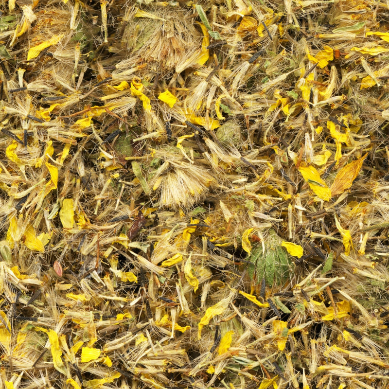 Arnica Montana