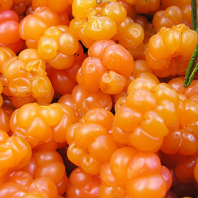 Cloudberry Oil