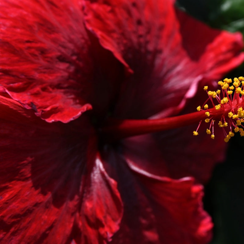 Hibiscus Extract