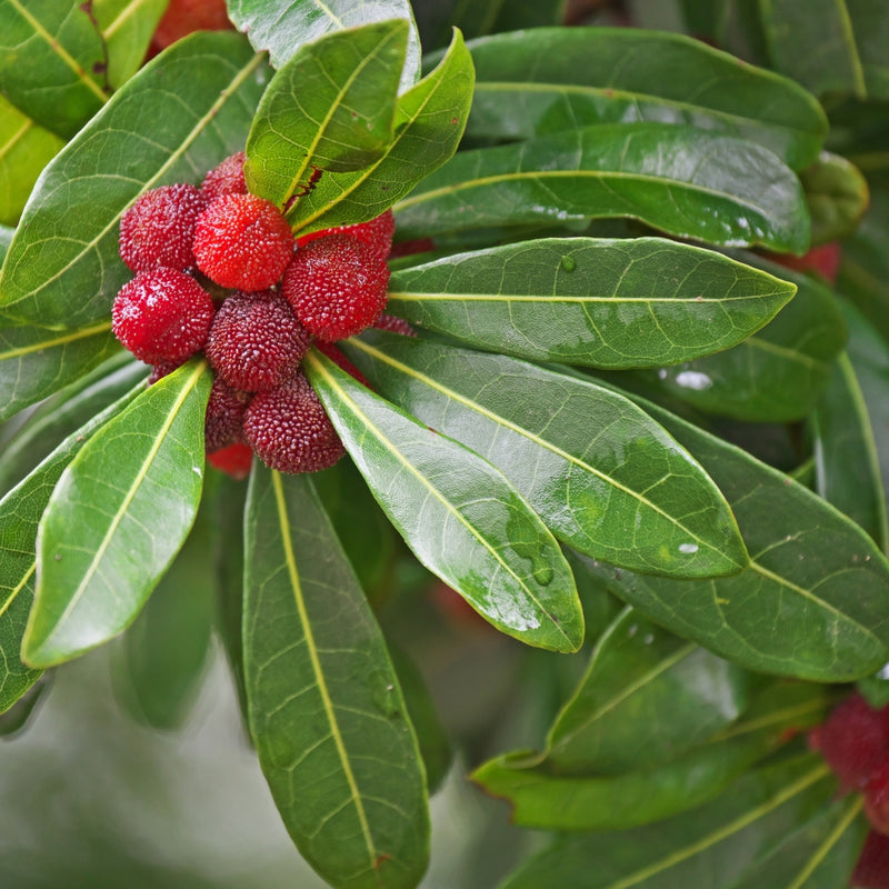 Myrica Pubescens Fruit Wax