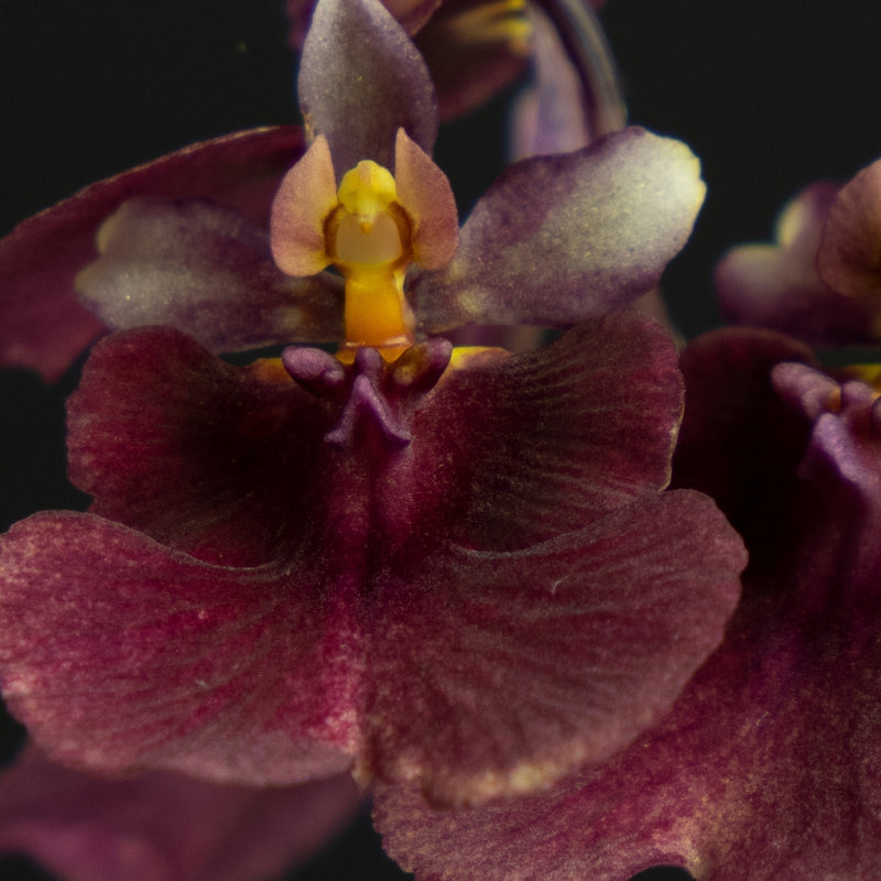 Orchid Extract