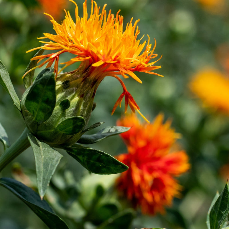 Safflower