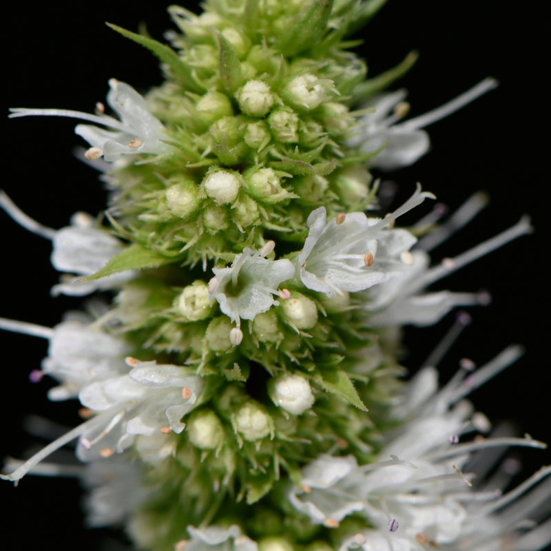 Spearmint Flower