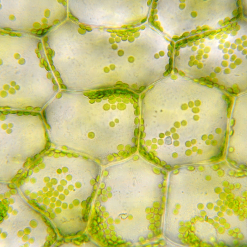 Undaria Pinnatifida Cell Culture Extract (Wakame)