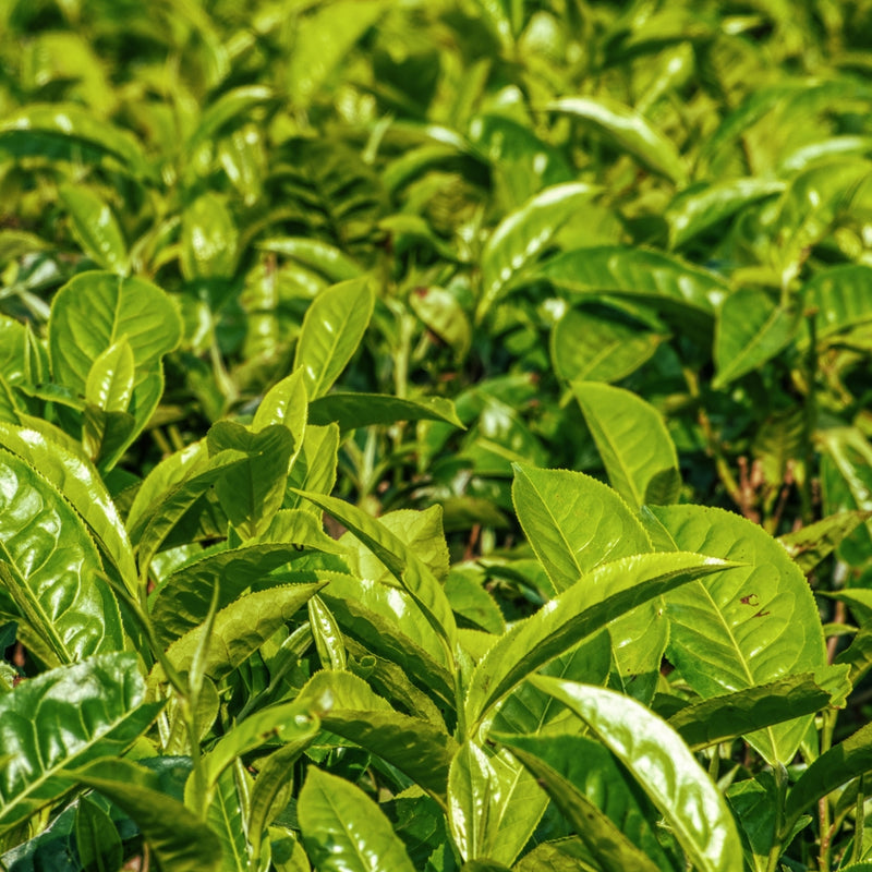 White Tea