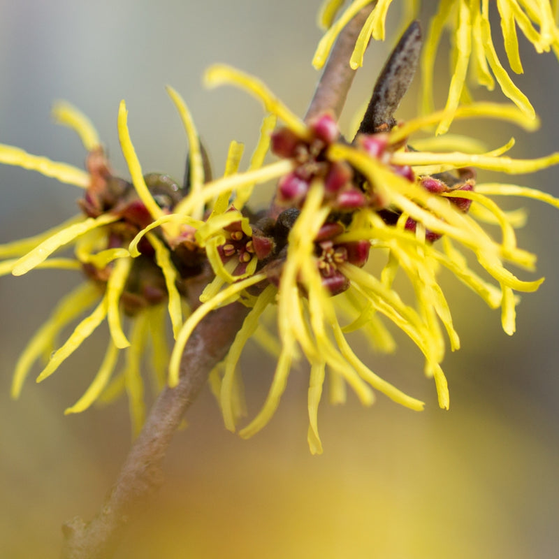 Witch Hazel