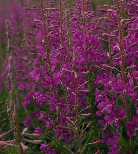 The Calm-Inducing Benefits of Canadian Willowherb - The Arctic Soother