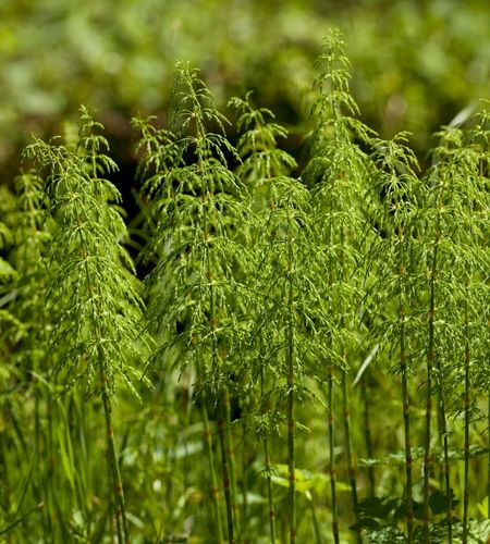 The Science of Plant Actives: Why Horsetail Plant Extract is the Evidence-Based Secret to Fuller Lashes and Brows