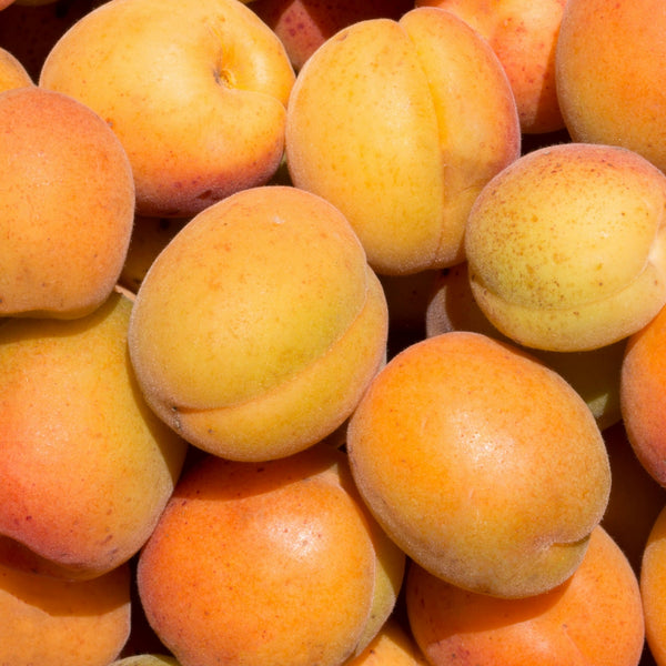 Apricot Oil