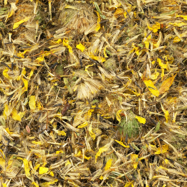 Arnica Montana
