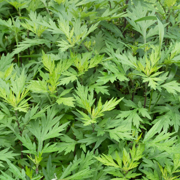 Artemisia (Mugwort Leaf)