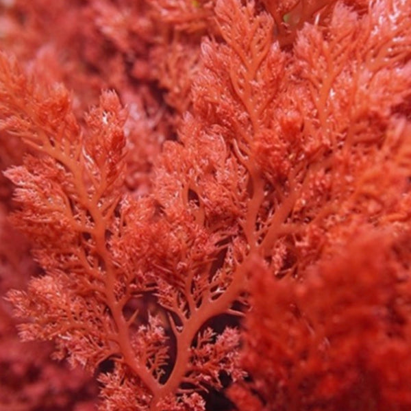 Astaxanthin