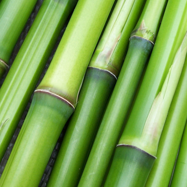 Bamboo