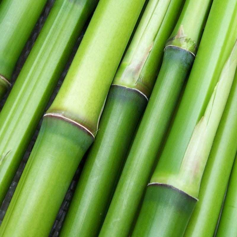 Bamboo