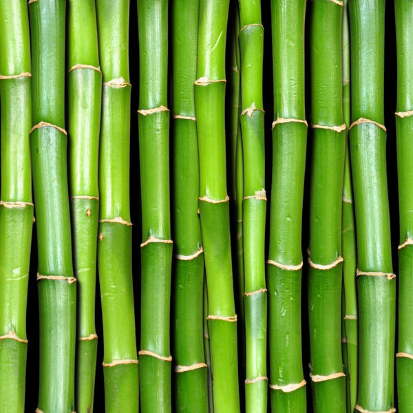 Bamboo Stem Extract