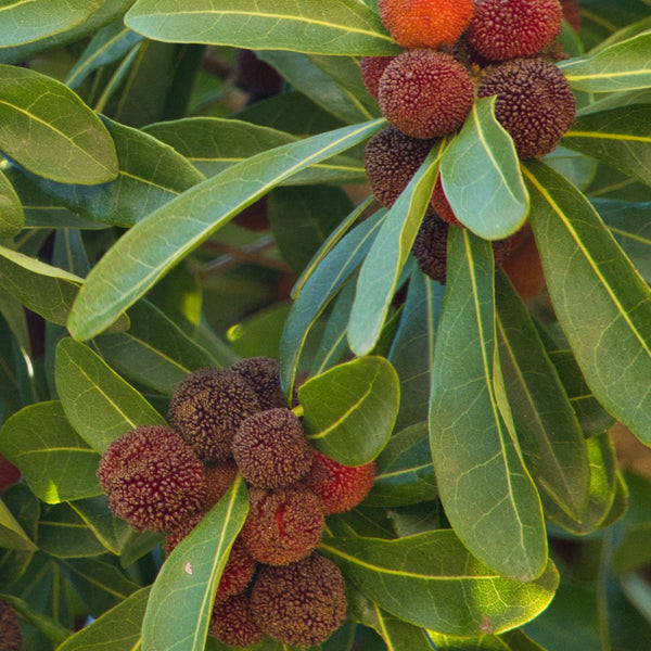 Bayberry