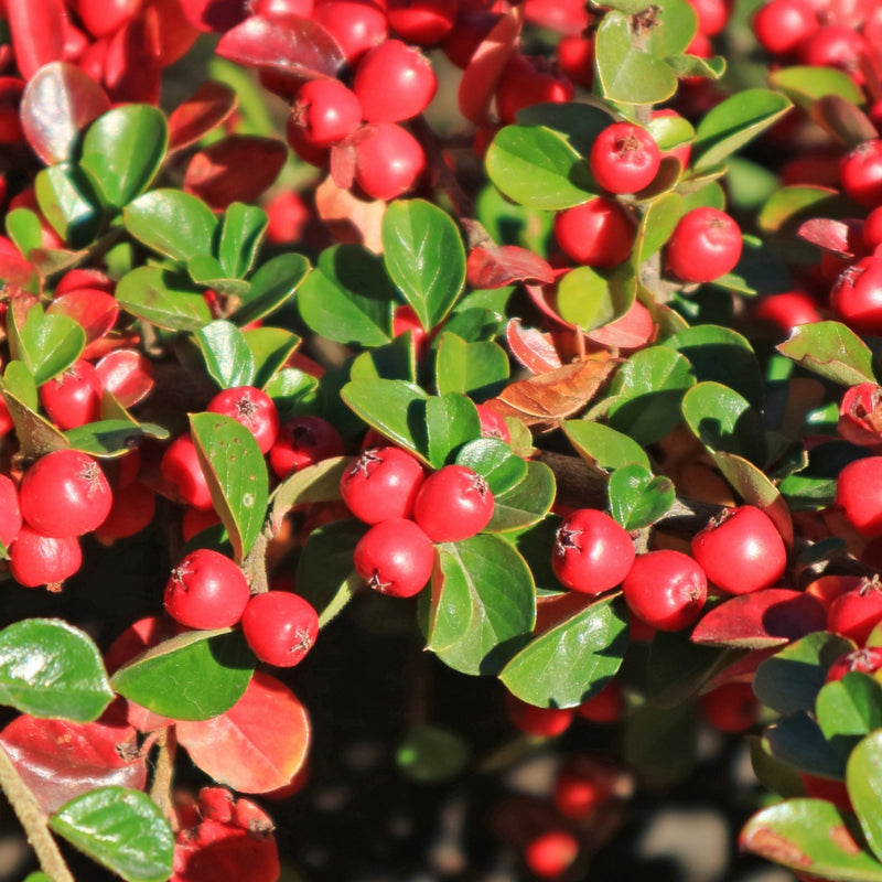 Bearberry