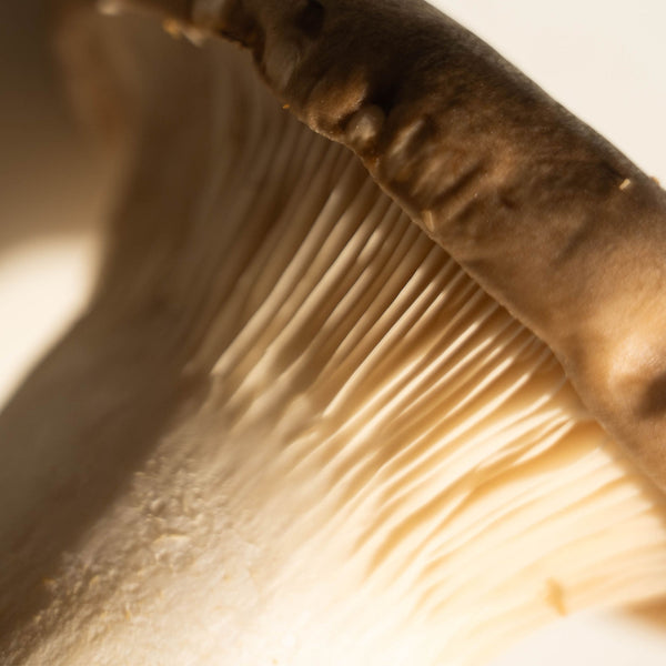 Beta Glucan
