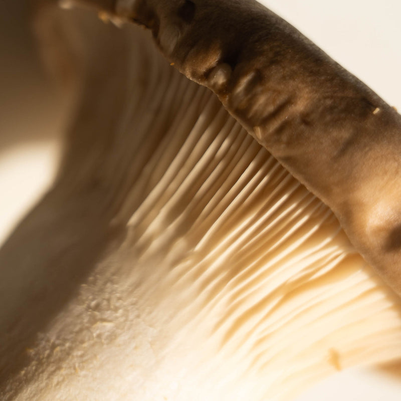 Beta Glucan