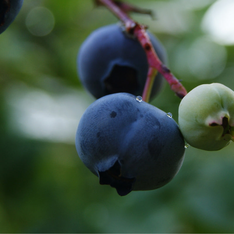 Bilberry