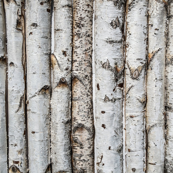 Birch
