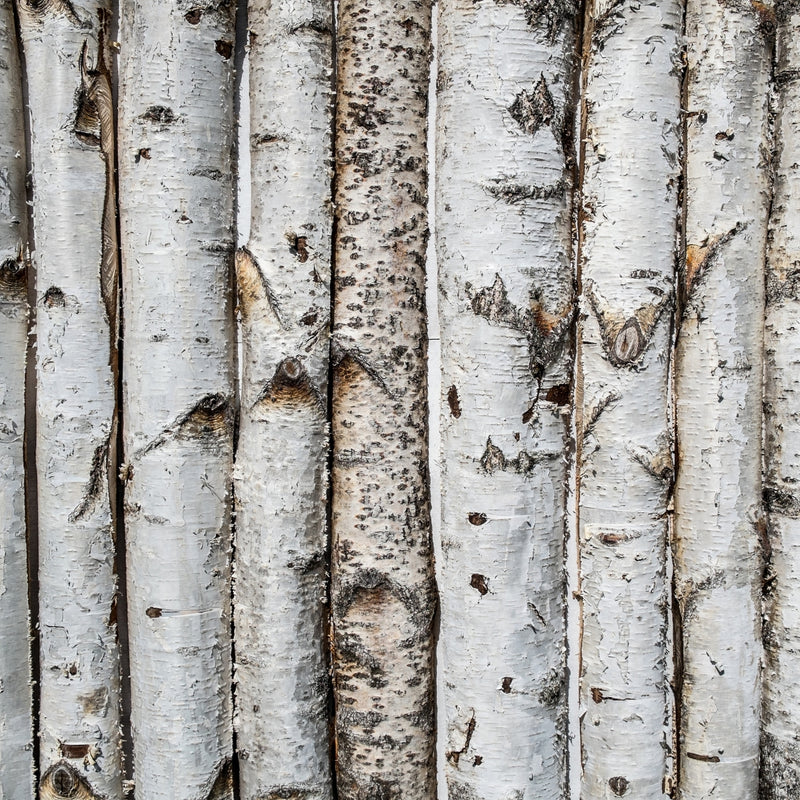Birch