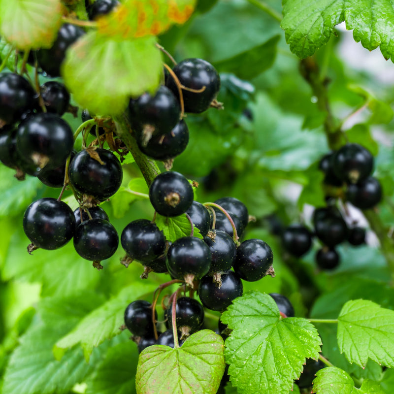 Black Currant