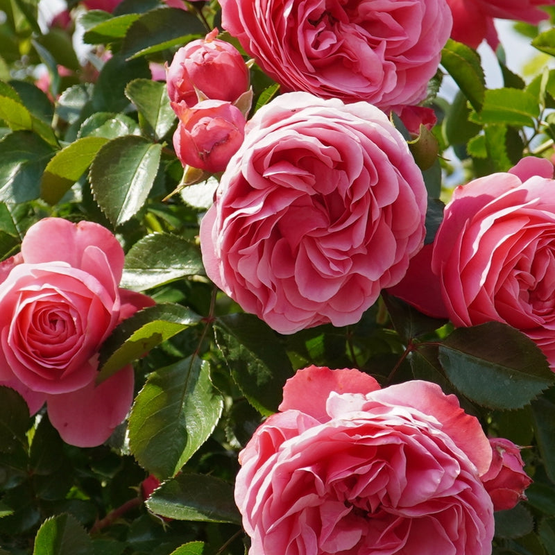 Cabbage Rose
