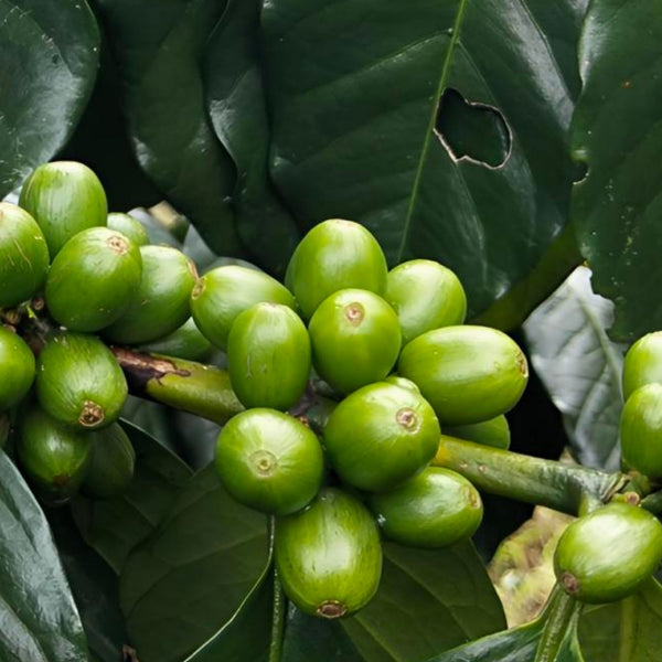 Caffeine