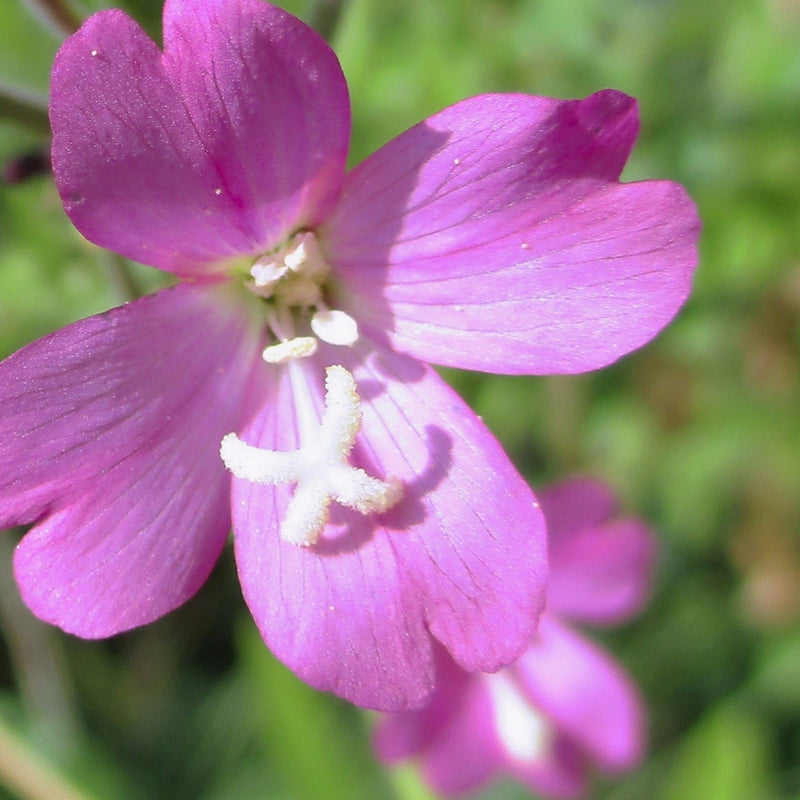 Canadian Willowherb