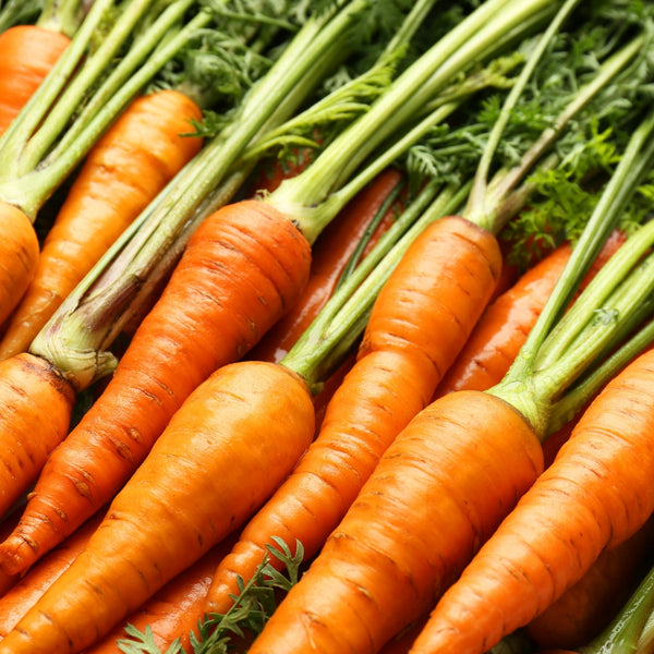 Carrot Extract