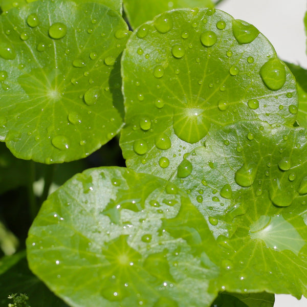 Gotu Kola (Centella asiatica)