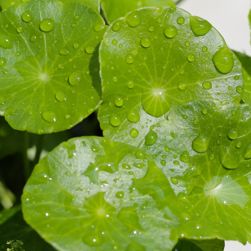 Gotu Kola (Centella asiatica)