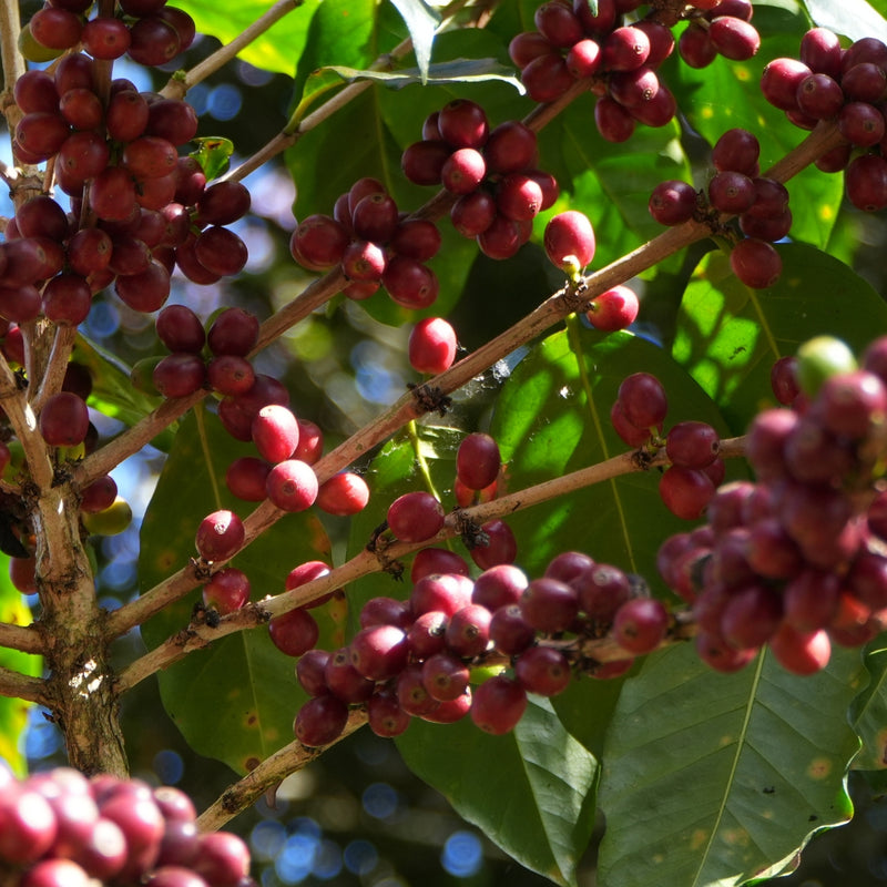 Coffea Robusta