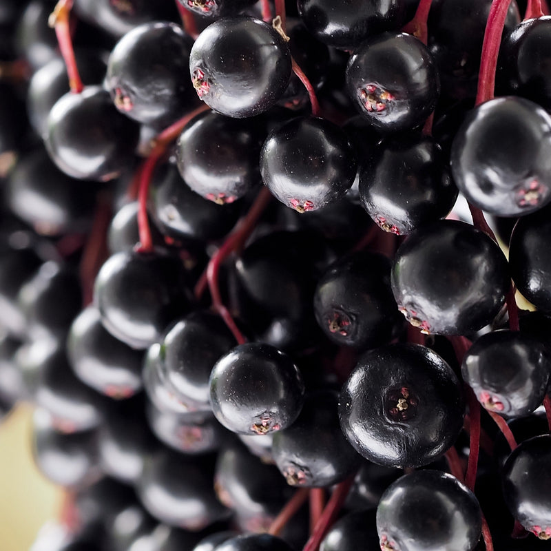 Elderberry