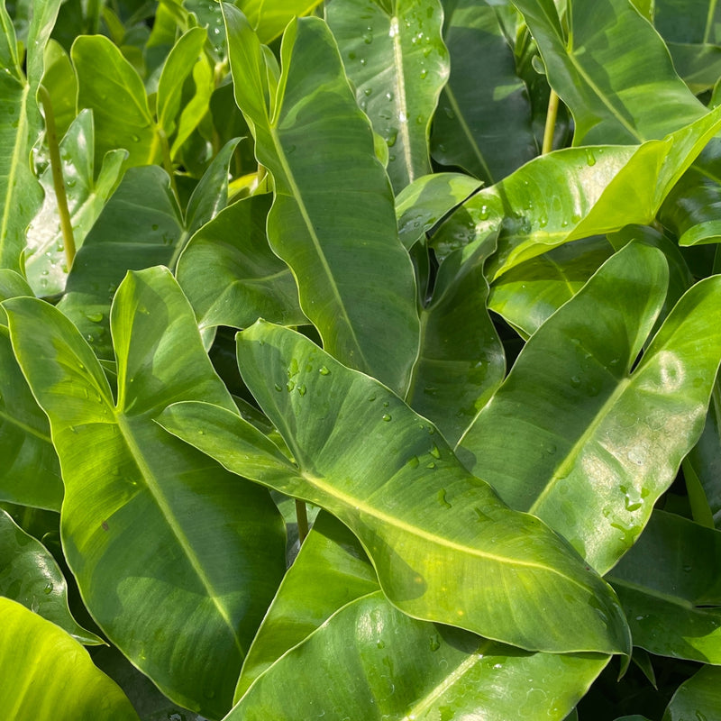 Heartleaf