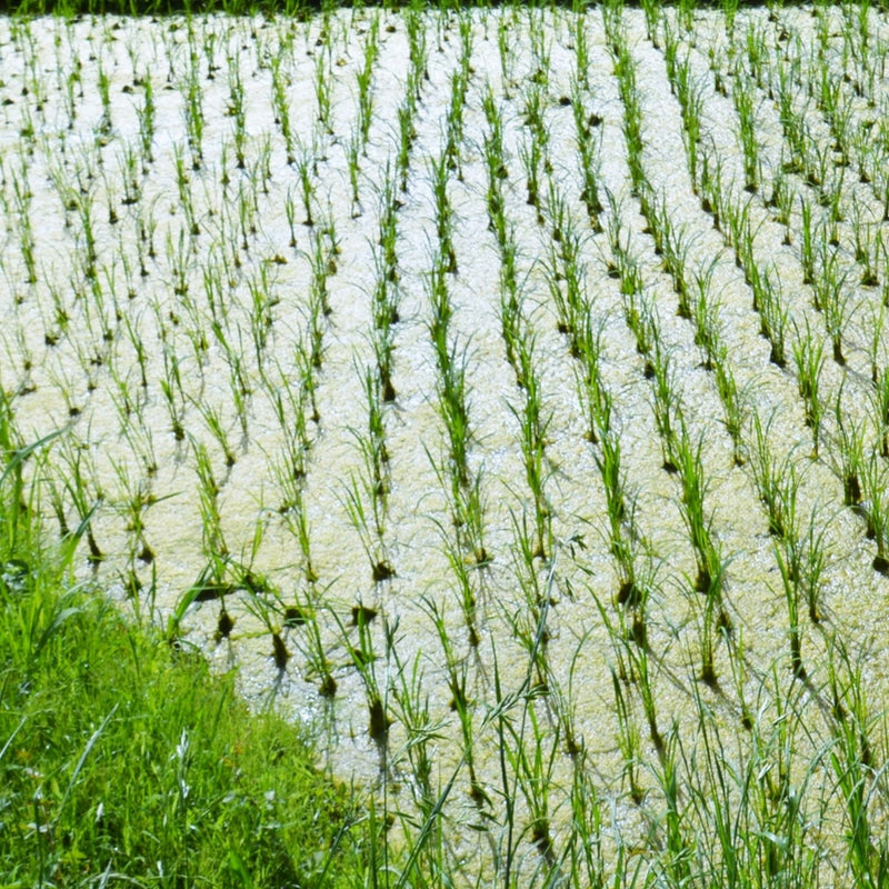 Hydrolyzed Rice Protein
