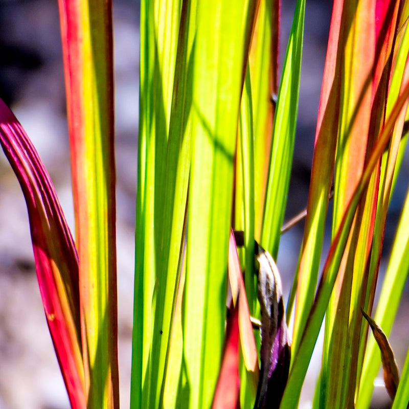 Imperata Cylindrica