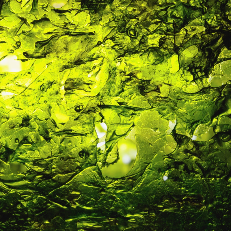 Laminaria Ochroleuca Extract