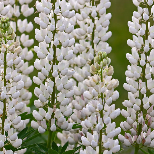 Organic Lupine Pro Collagen