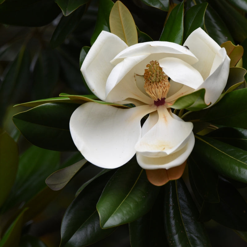 Magnolia Officinalis Bark Extract
