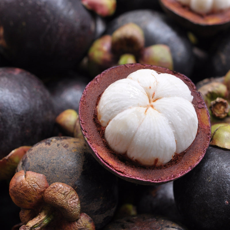 Mangosteen Extract
