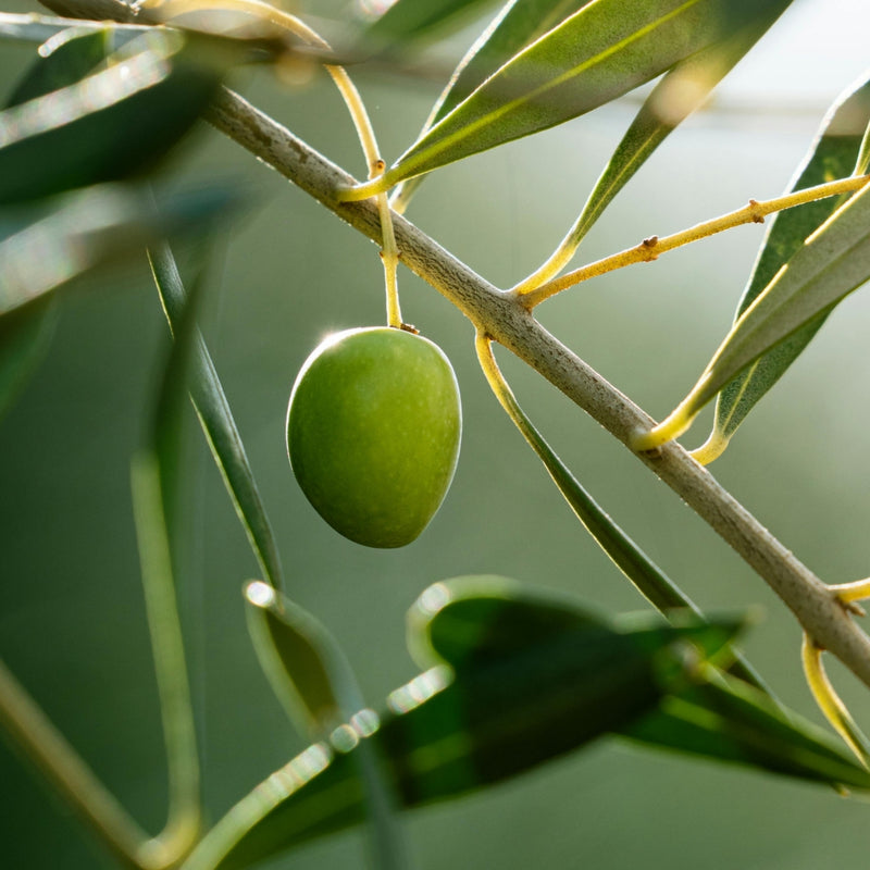Olea Europaea