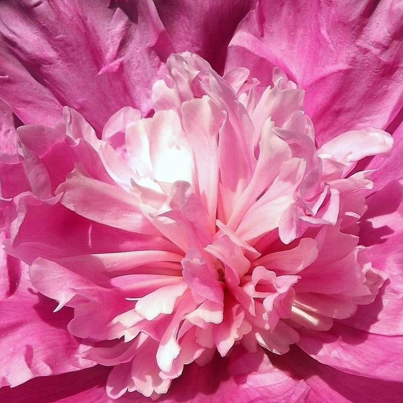 Peony Extract