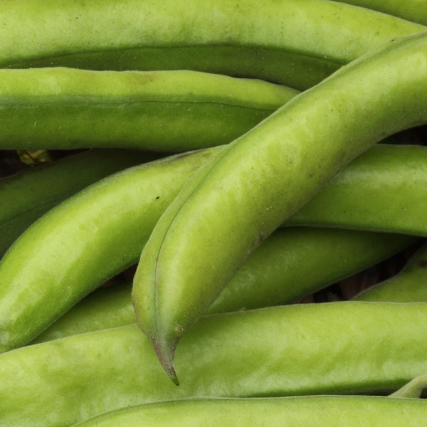 Phytic Acid