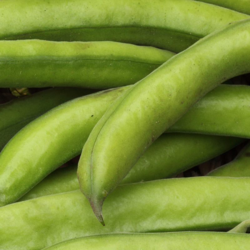 Phytic Acid