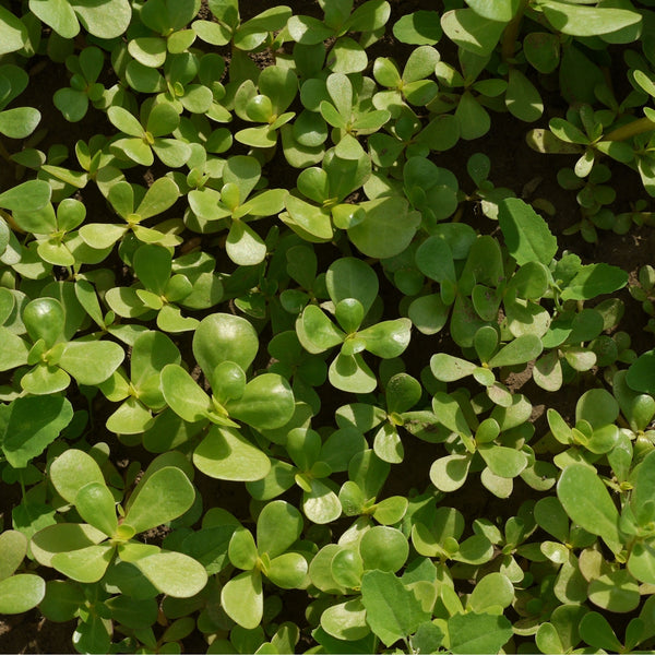 Purslane