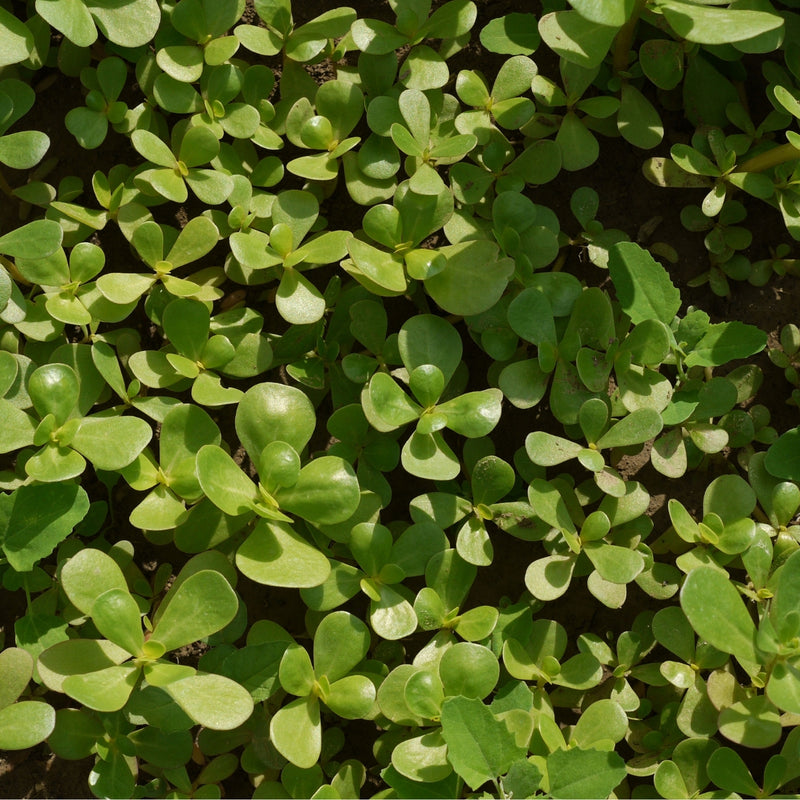 Purslane