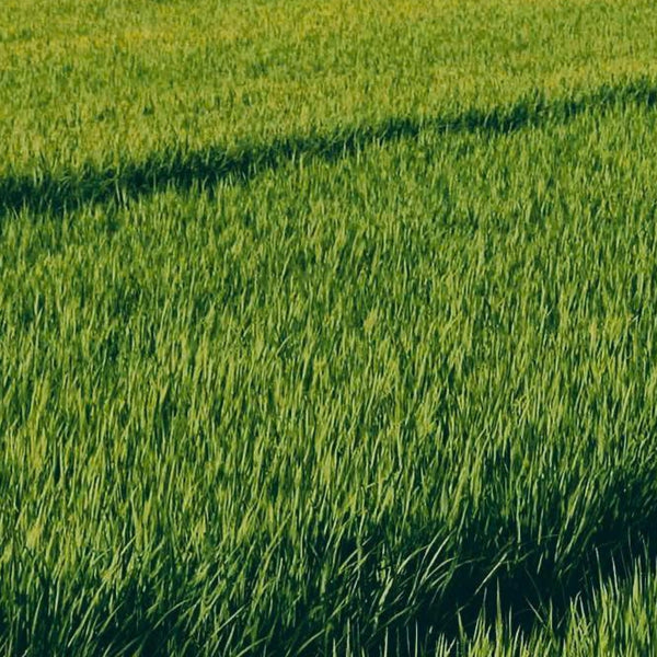 Rice Bran Oil