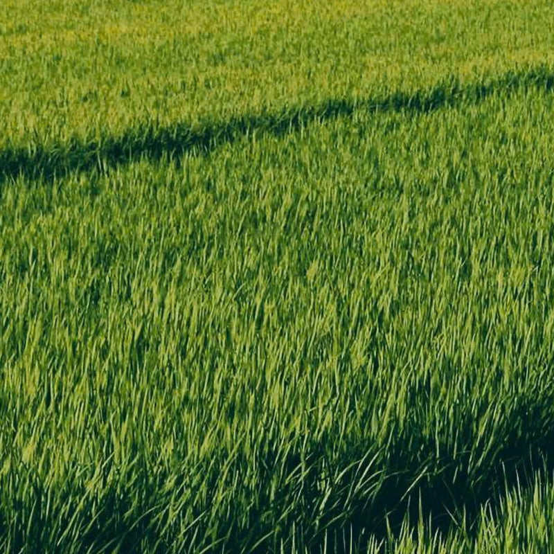 Rice Bran Oil